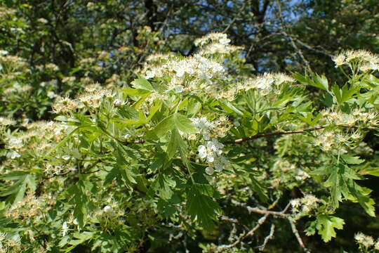 Imagem de Crataegus songarica C. Koch