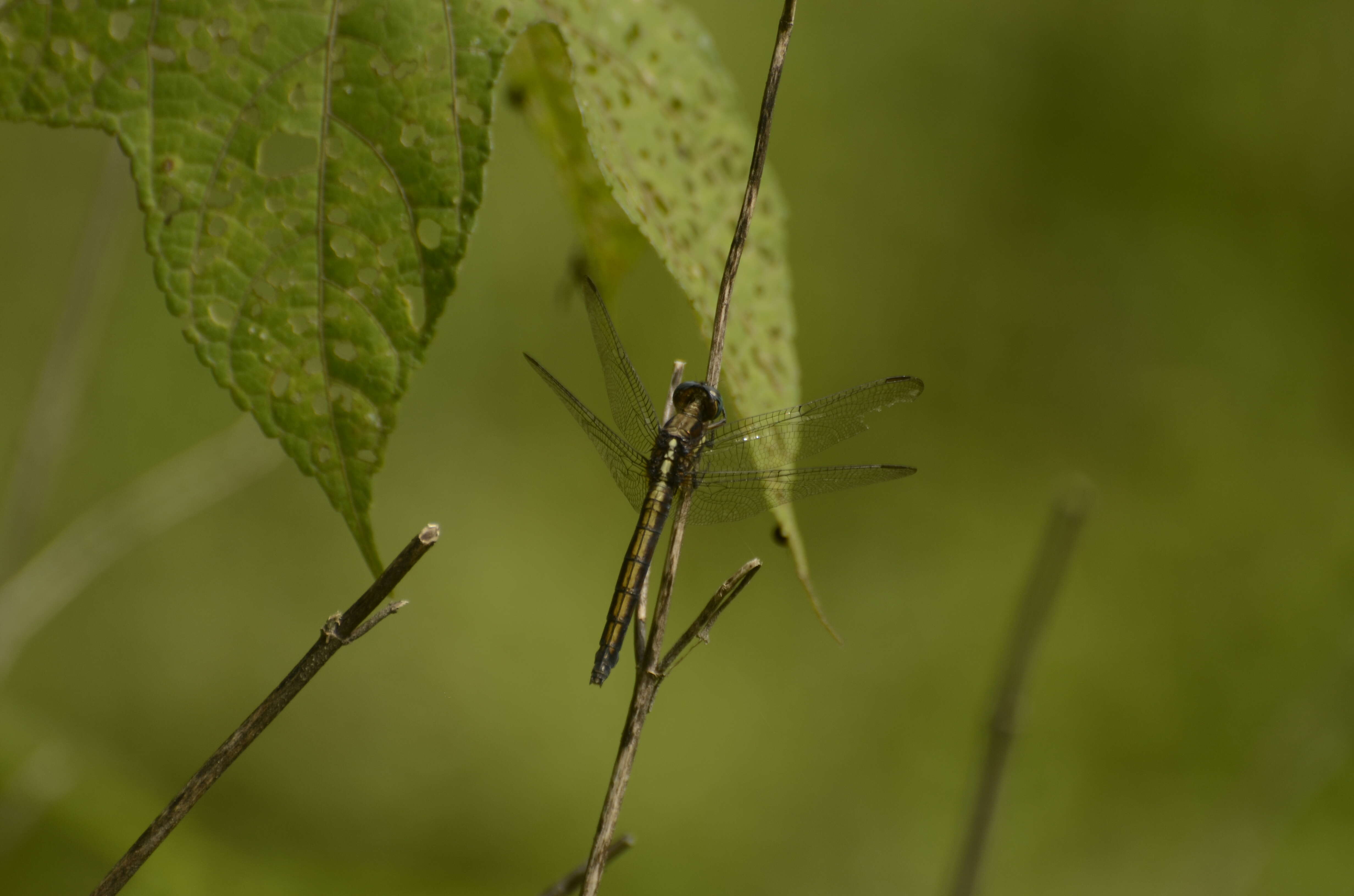 Image of blue marsh hawk