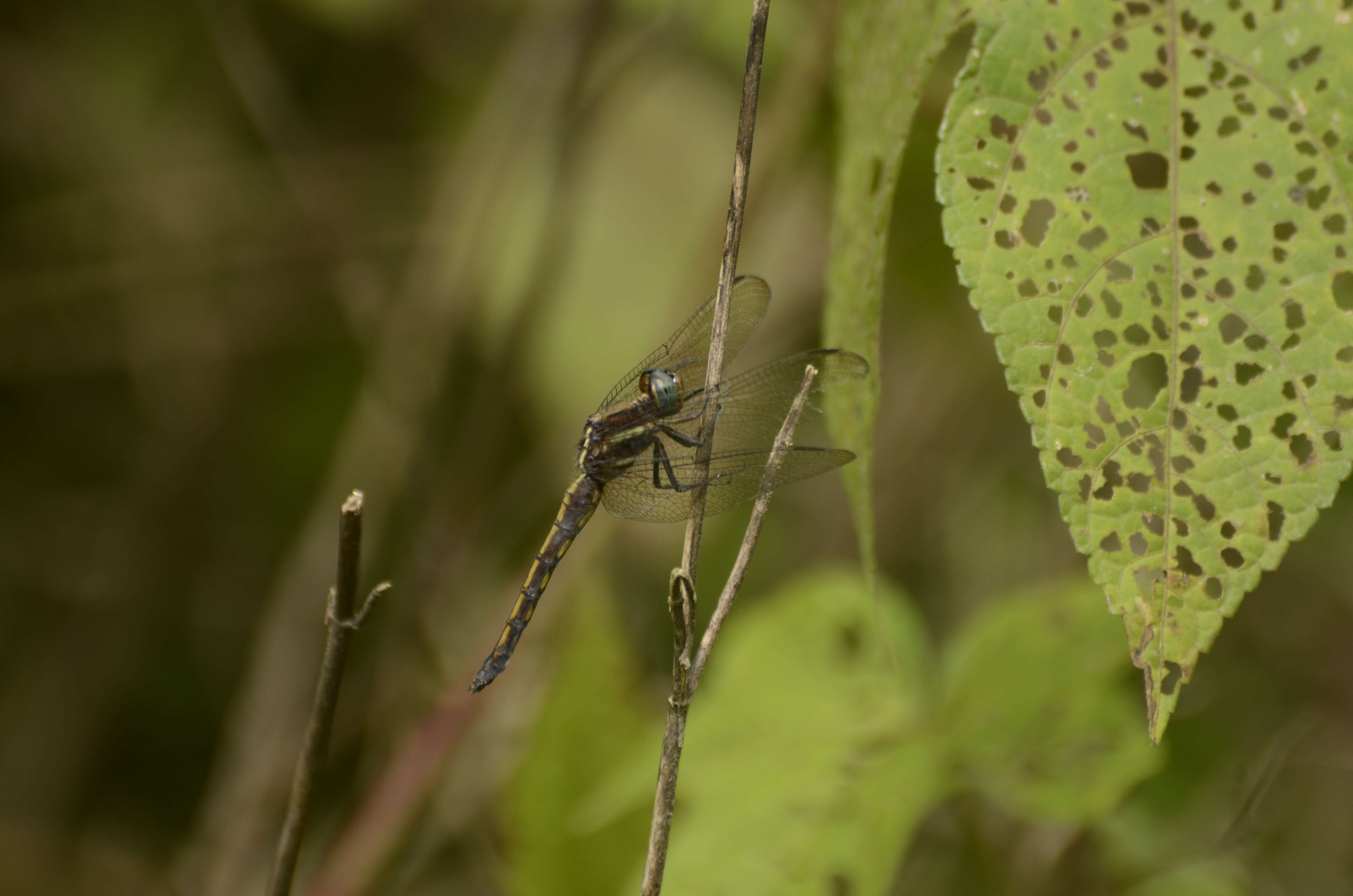 Image of blue marsh hawk