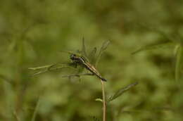 Image of blue marsh hawk