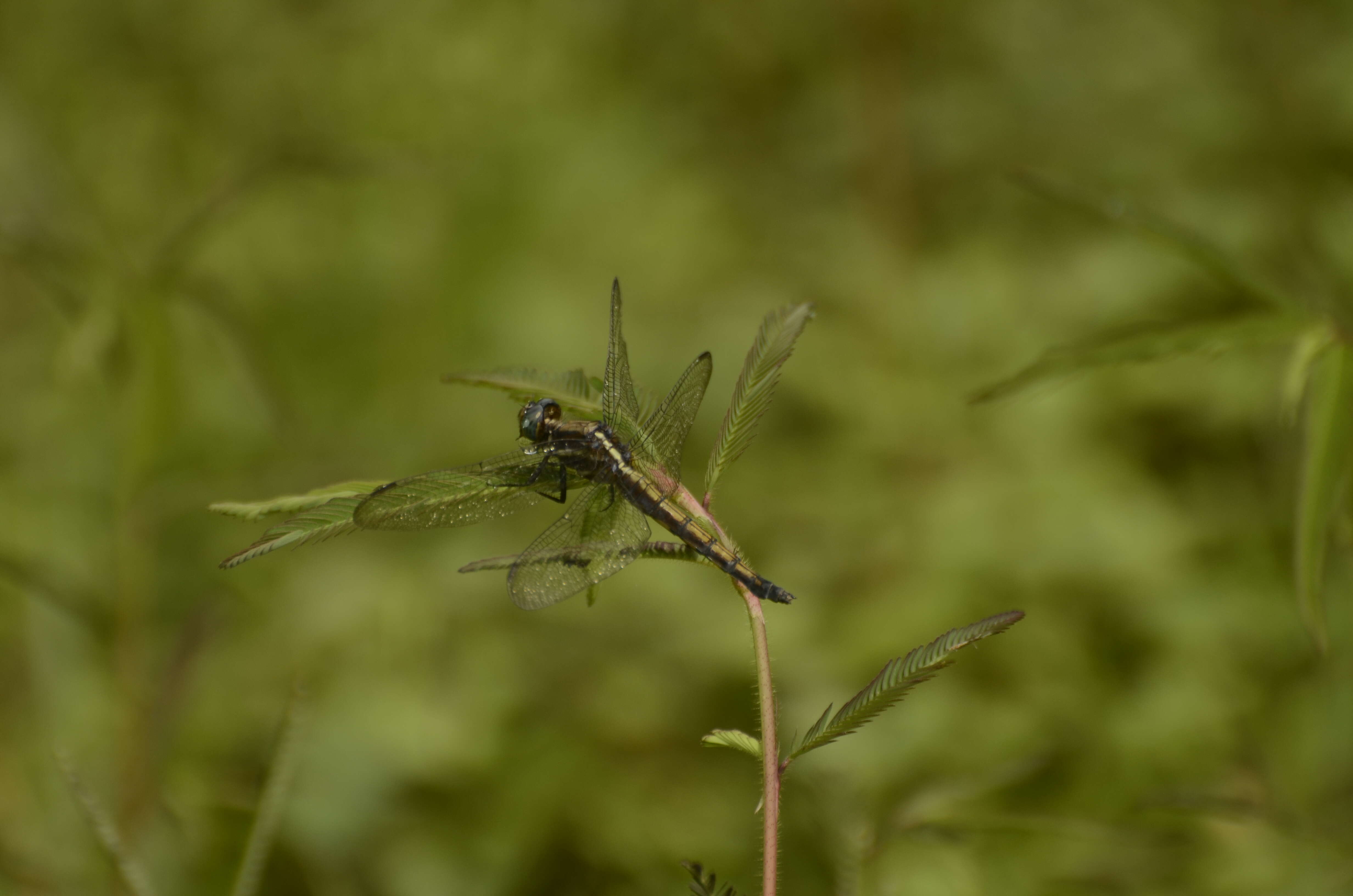 Image of blue marsh hawk