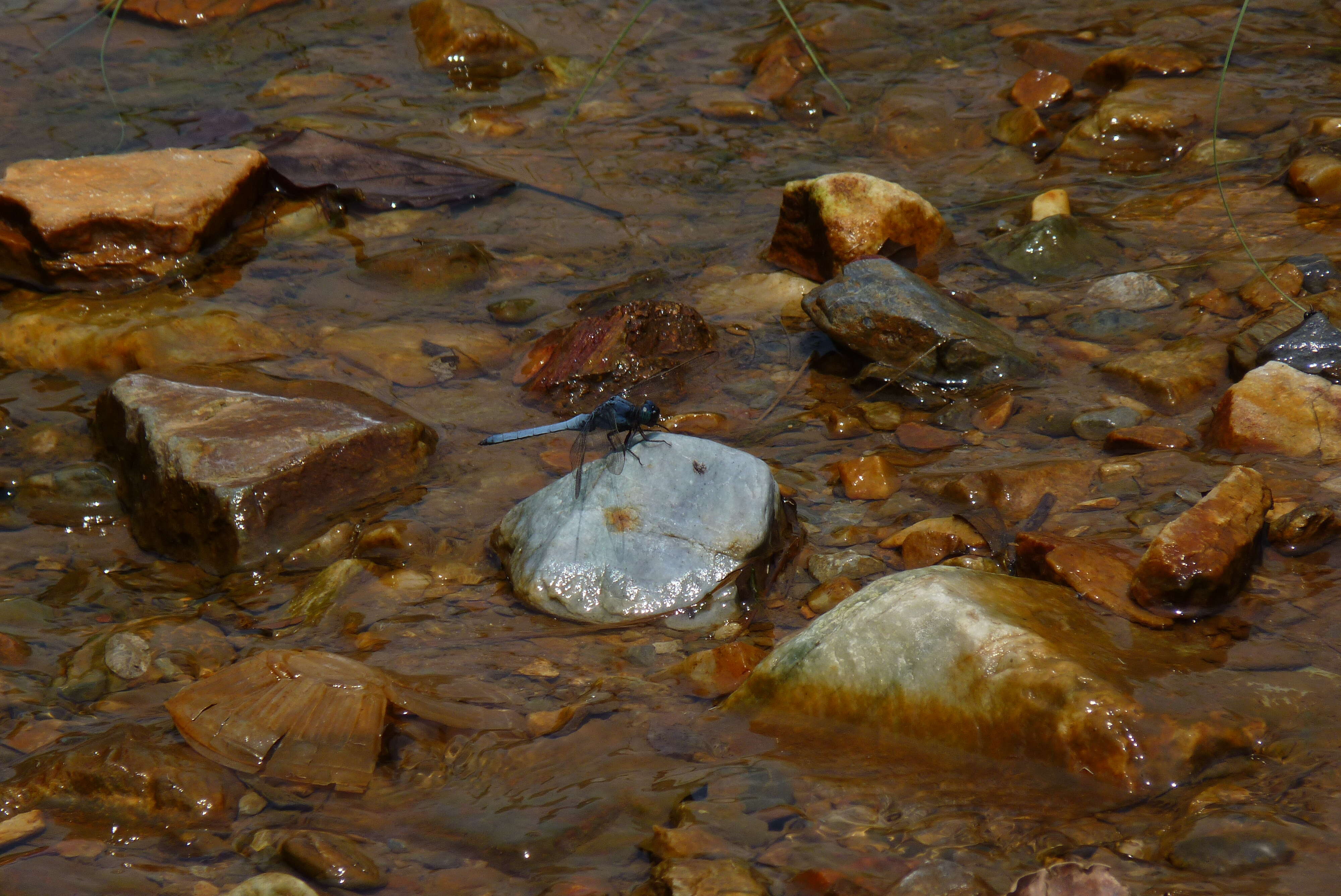 Image of blue marsh hawk