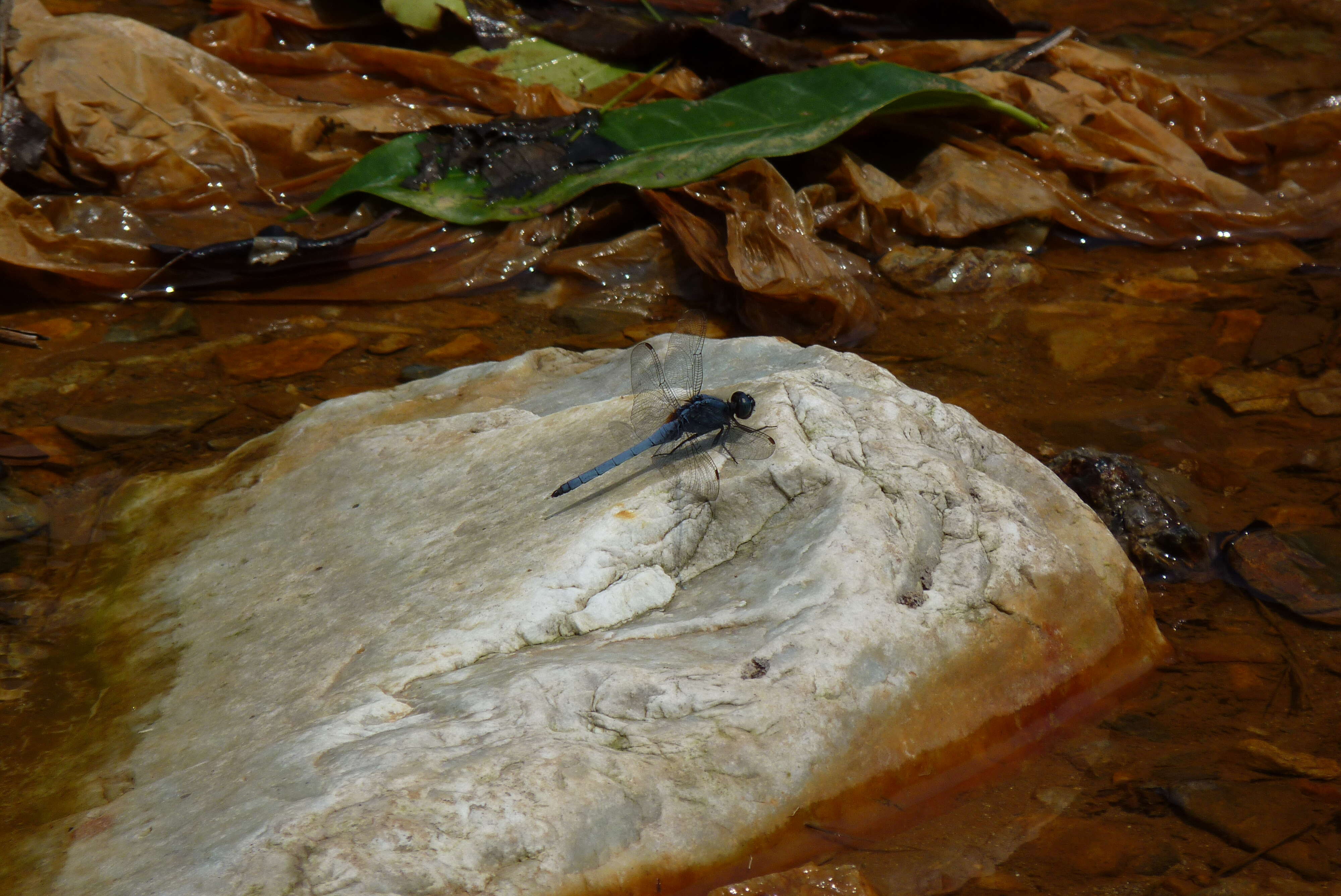 Image of blue marsh hawk