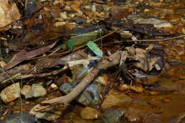 Image of blue marsh hawk