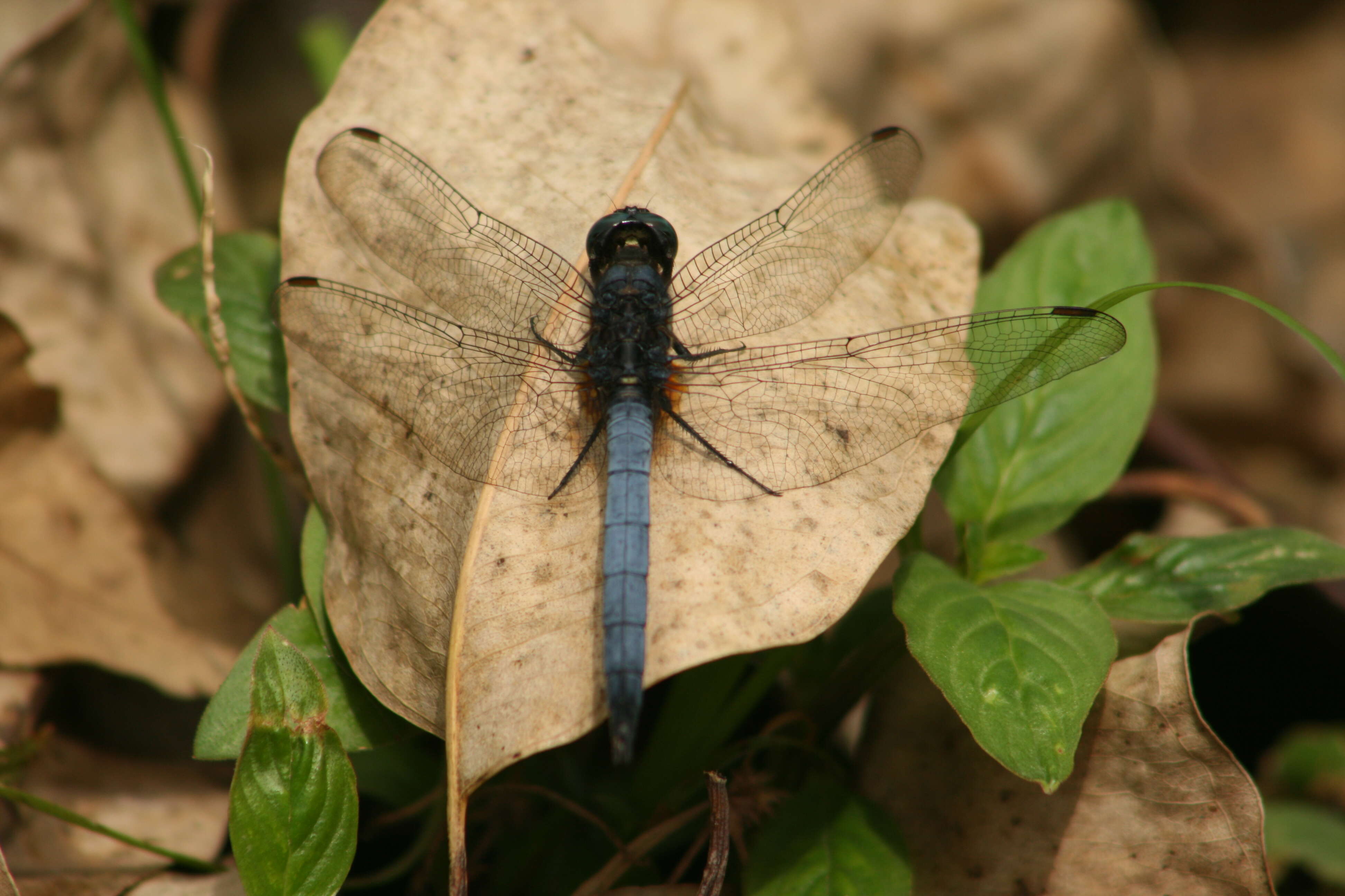 Image of blue marsh hawk