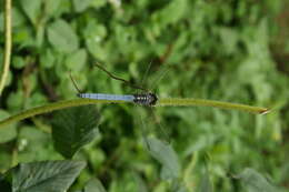 Image of blue marsh hawk