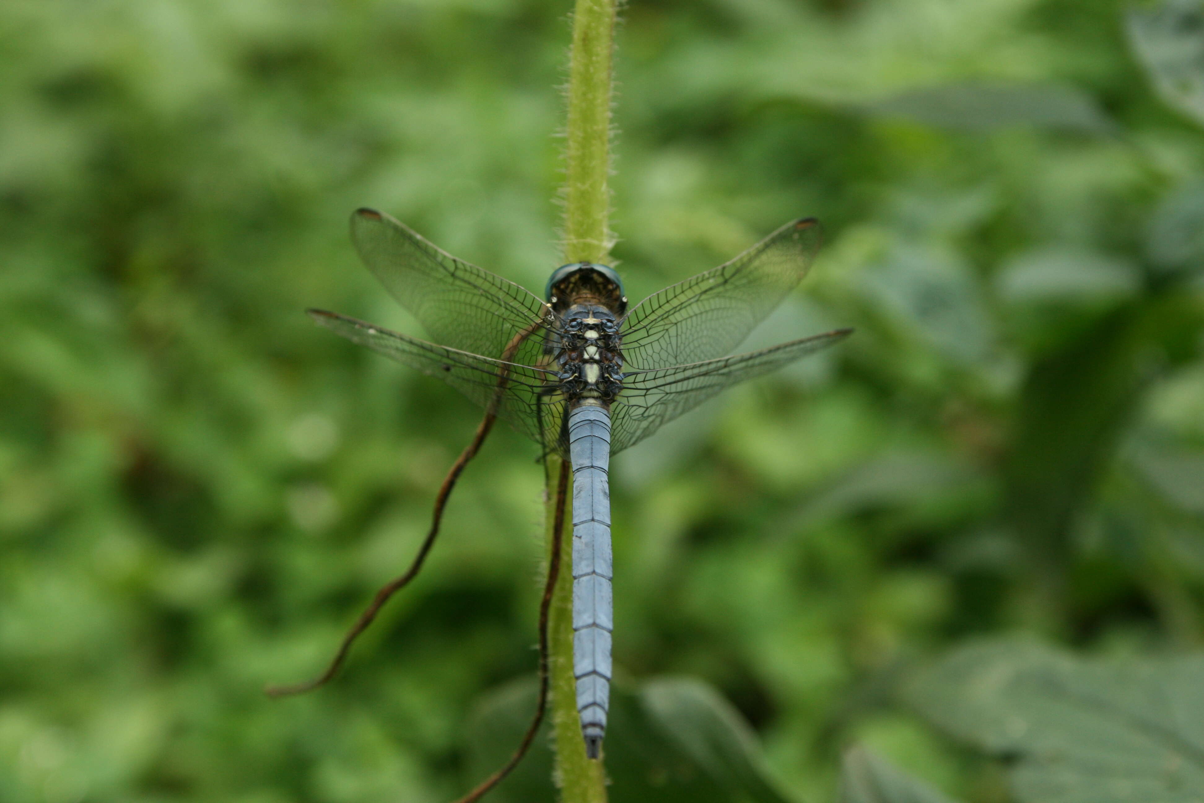 Image of blue marsh hawk