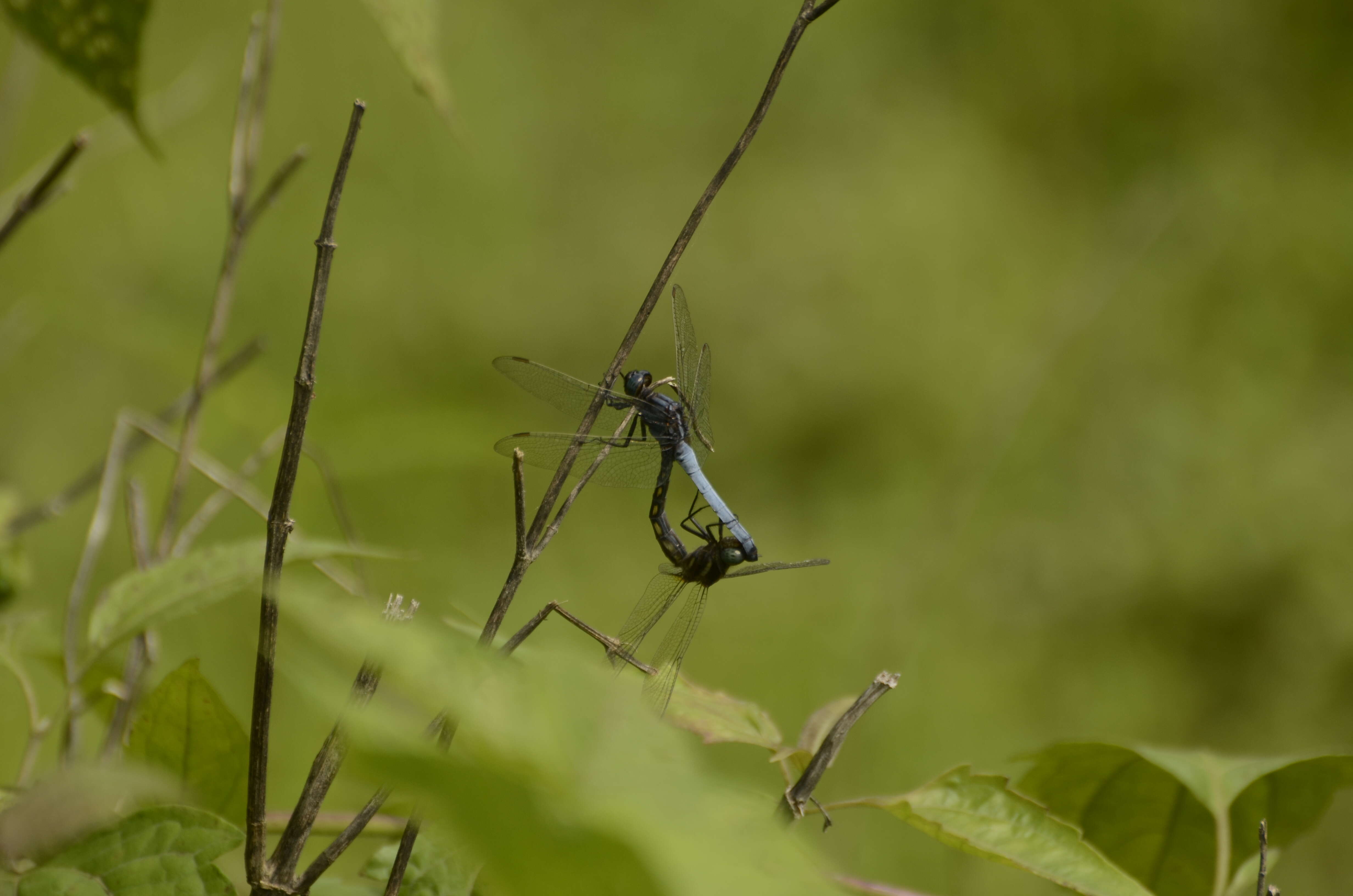 Image of blue marsh hawk