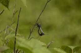 Image of blue marsh hawk