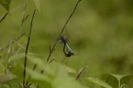 Image of blue marsh hawk