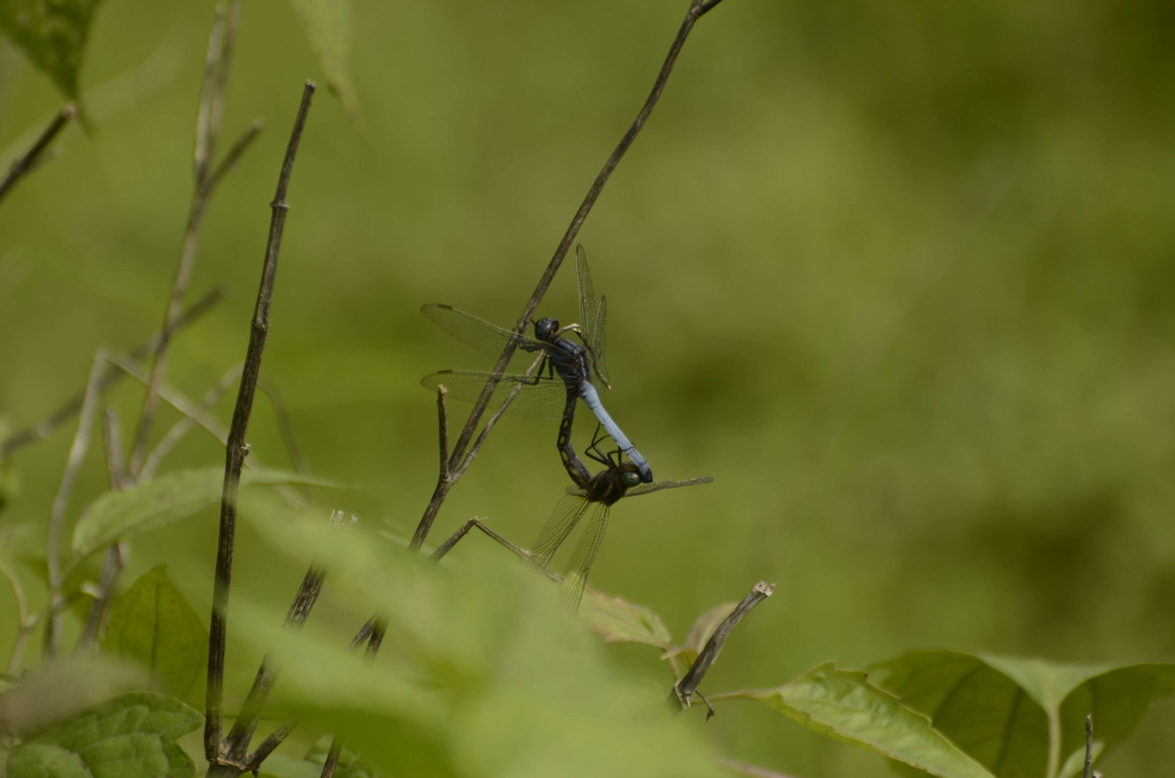 Image of blue marsh hawk