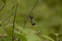 Image of blue marsh hawk