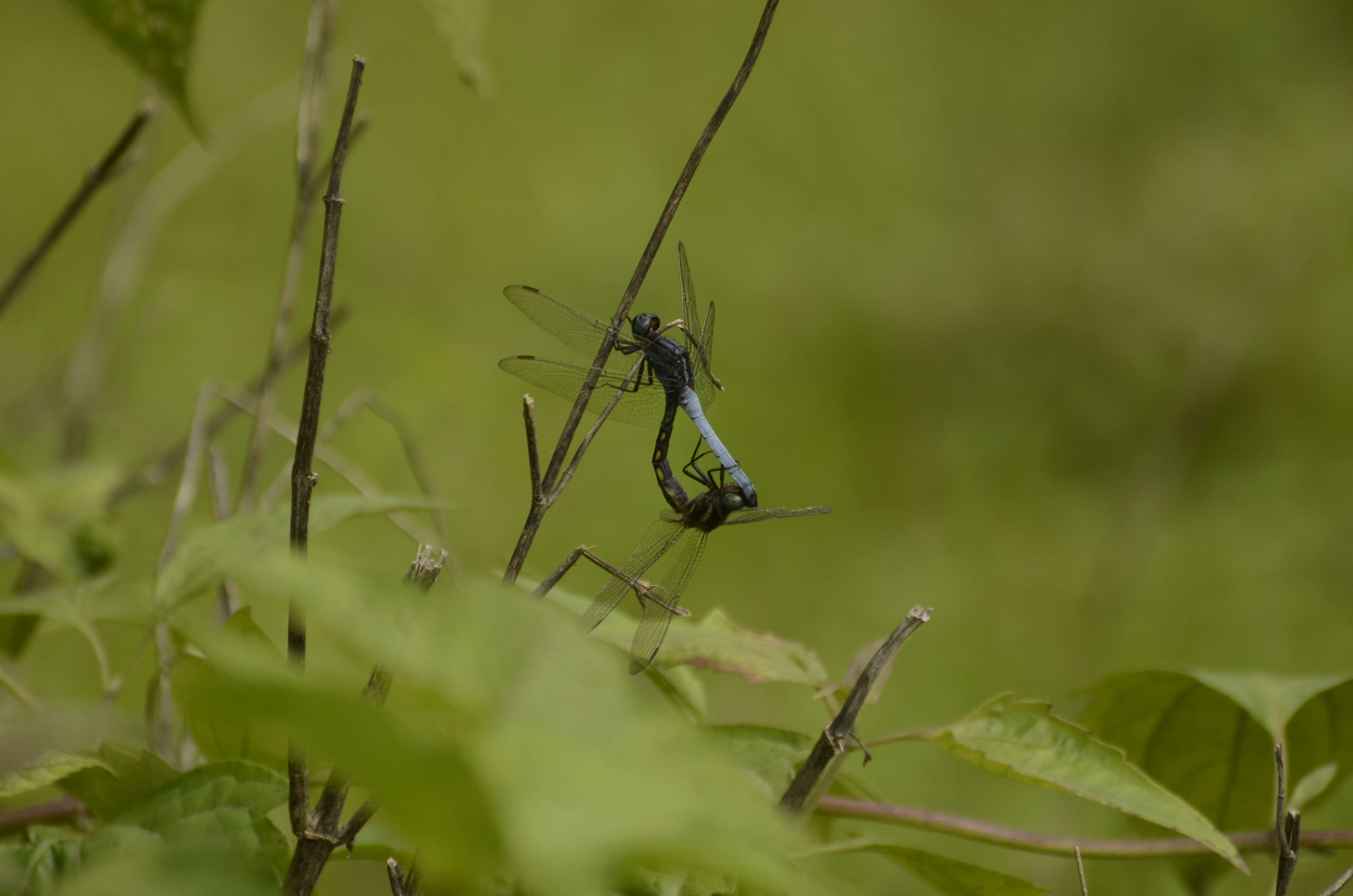 Image of blue marsh hawk