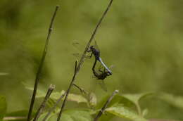 Image of blue marsh hawk