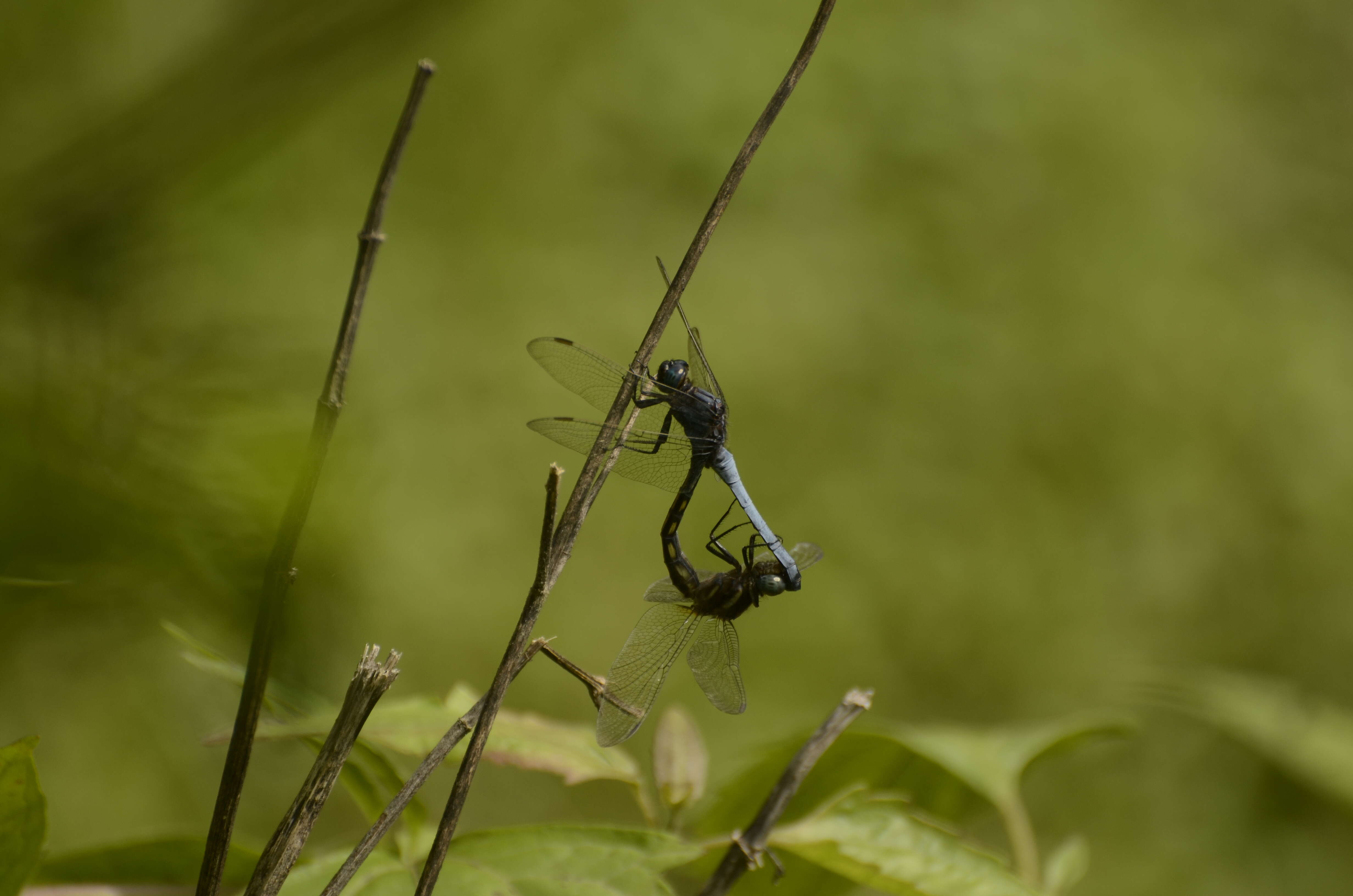 Image of blue marsh hawk