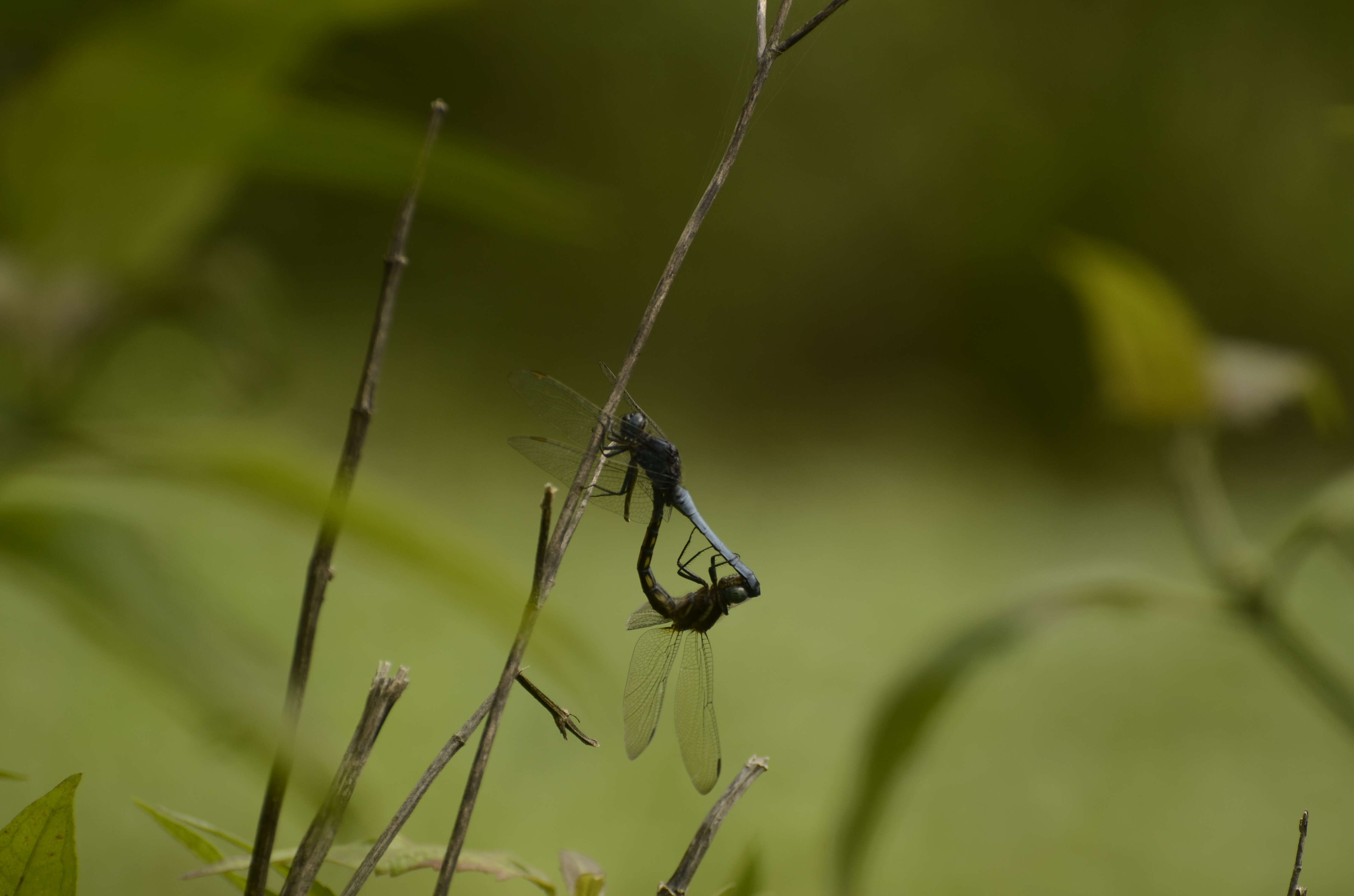 Image of blue marsh hawk