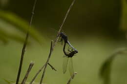 Image of blue marsh hawk