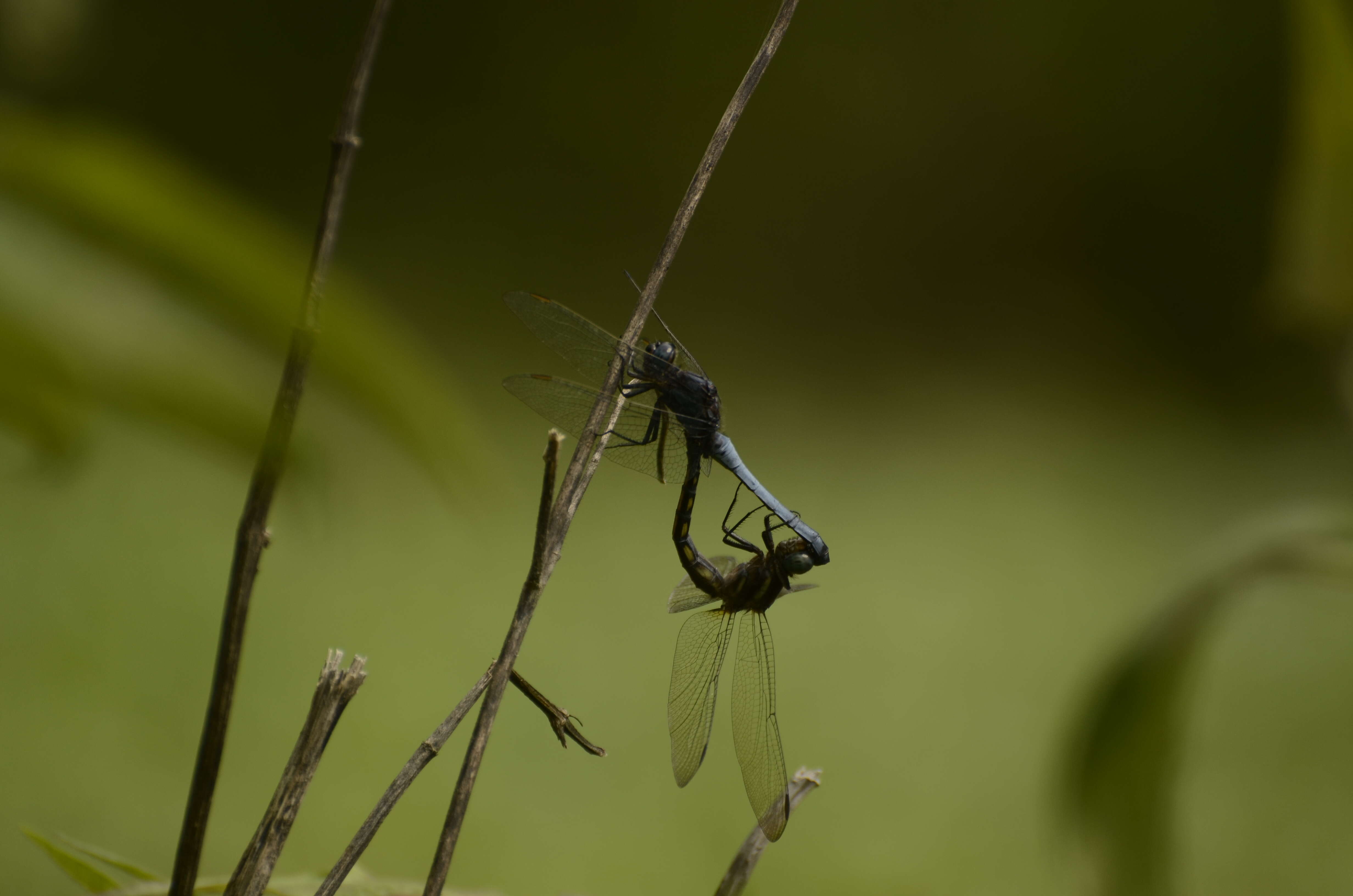 Image of blue marsh hawk