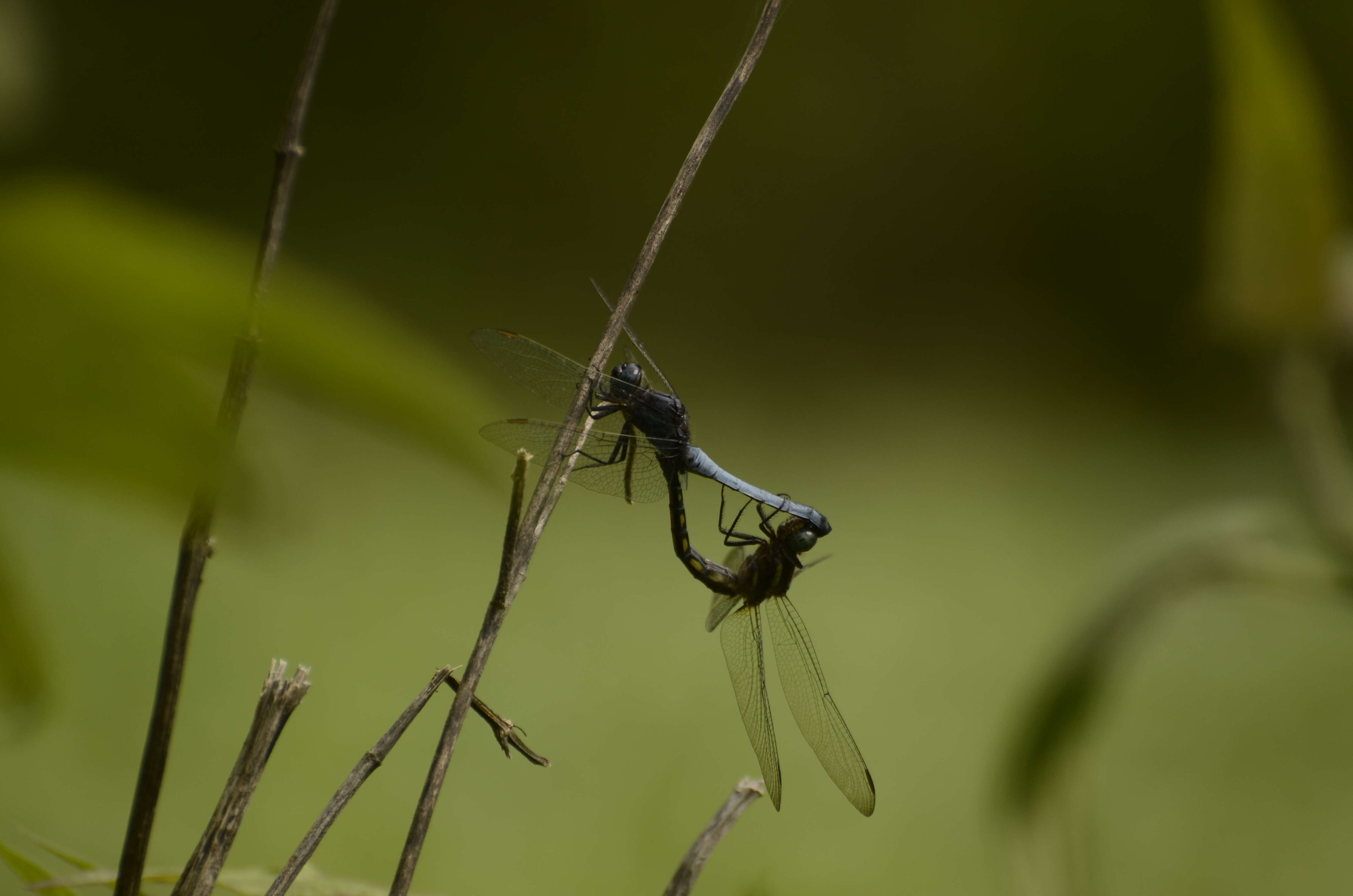 Image of blue marsh hawk