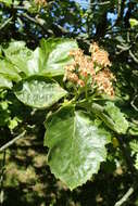 Image de Karpatiosorbus latifolia (Lam.) Sennikov & Kurtto