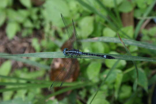 Hylaeothemis apicalis resmi