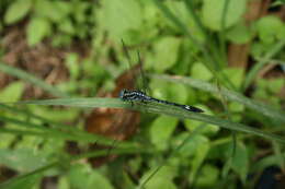 Image of Hylaeothemis apicalis