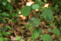 Image of Hylaeothemis apicalis