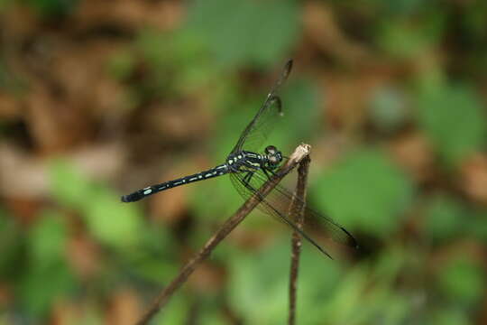 Image of Hylaeothemis apicalis