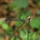 Hylaeothemis apicalis resmi