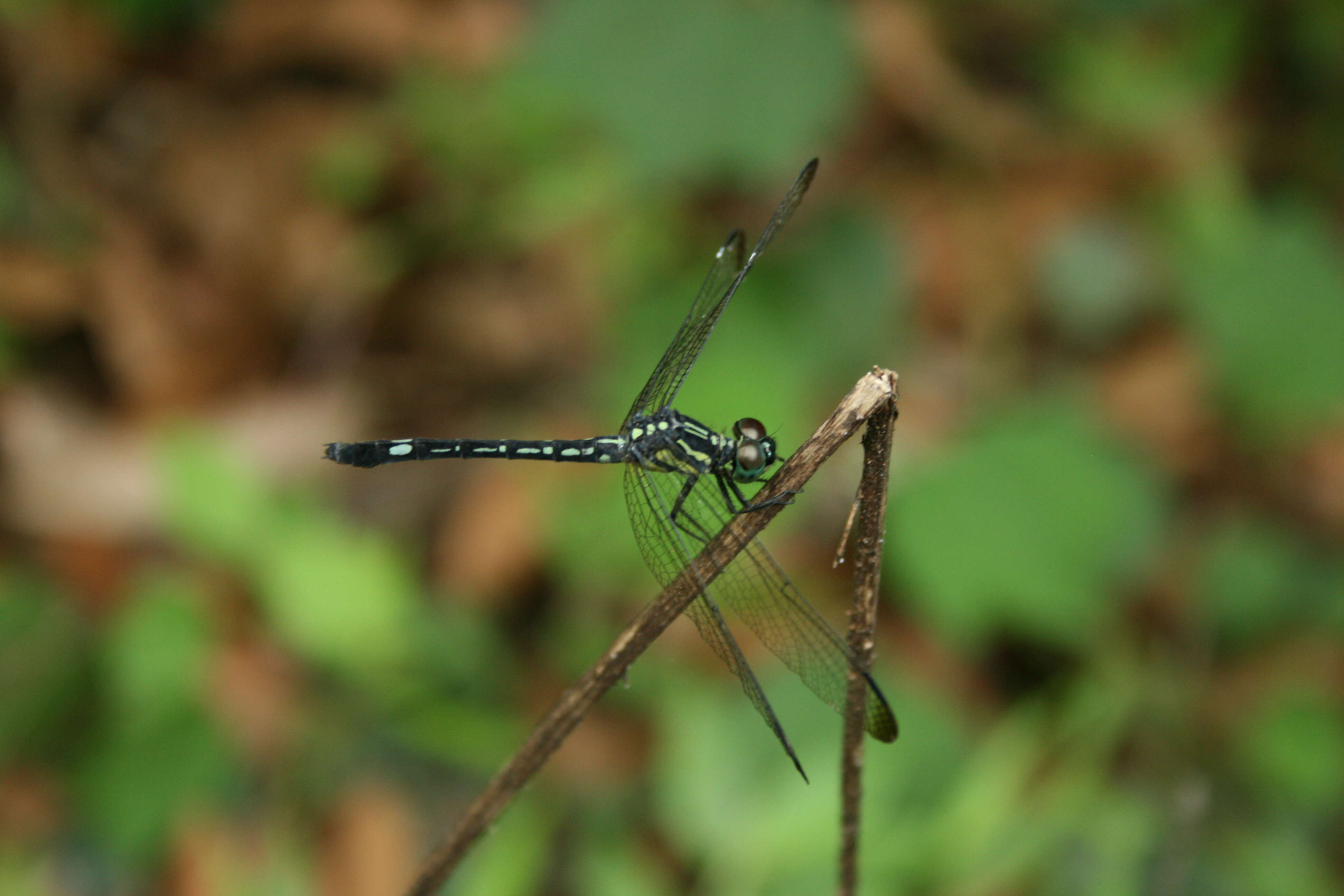 Hylaeothemis apicalis resmi