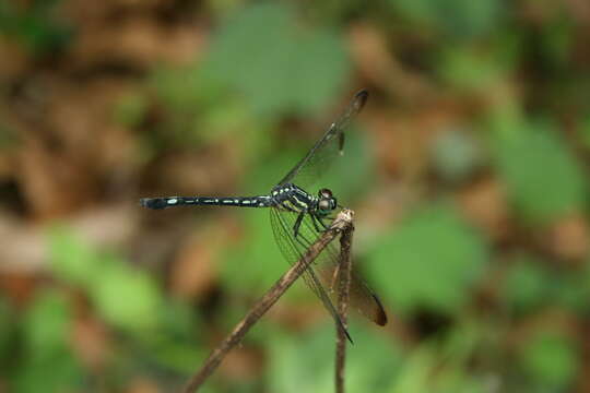 Image of Hylaeothemis apicalis