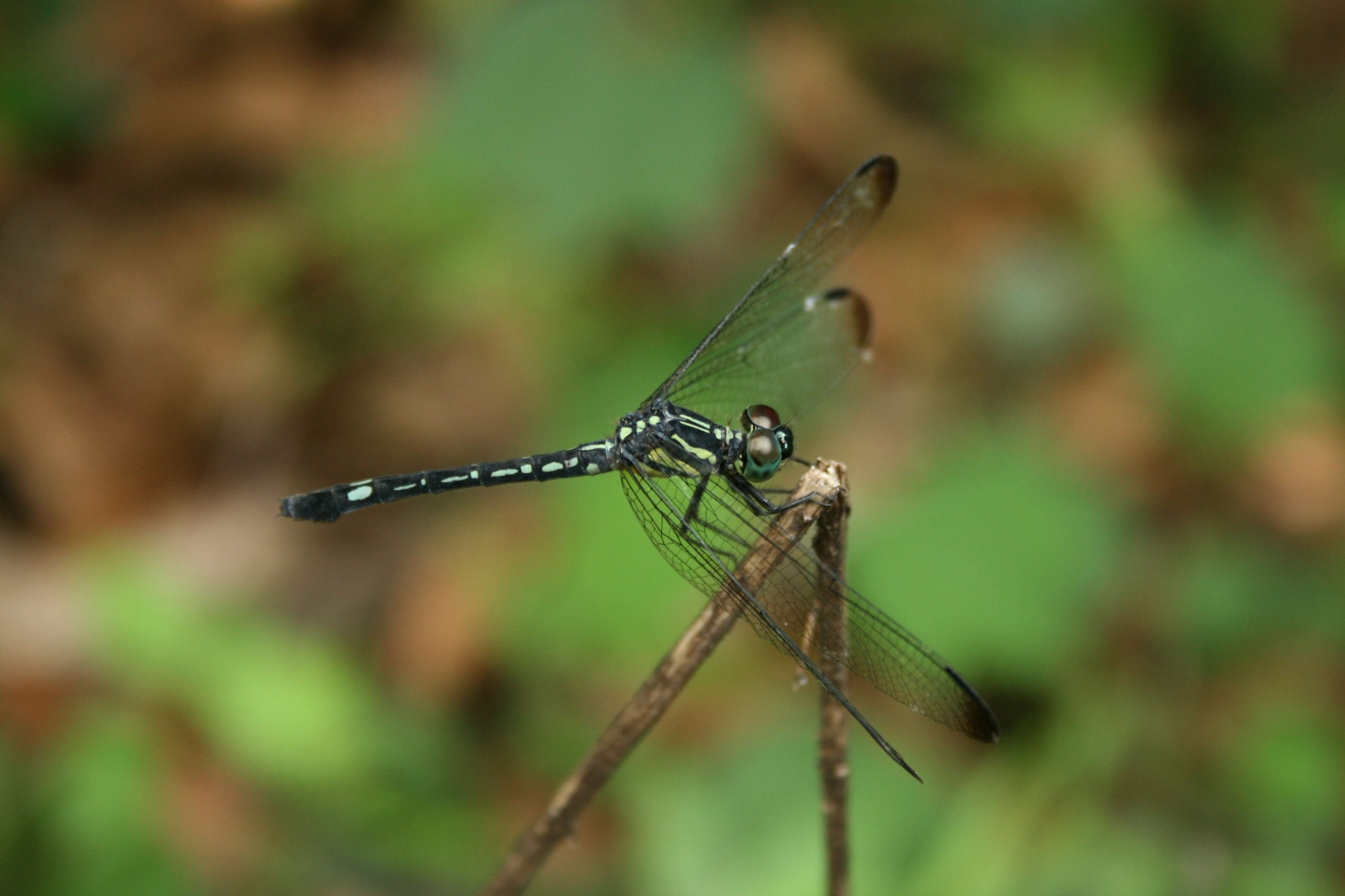 Image of Hylaeothemis apicalis