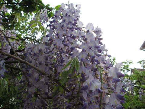 Image of Japanese wisteria