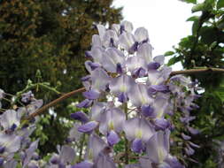 Plancia ëd Wisteria floribunda (Willd.) DC.