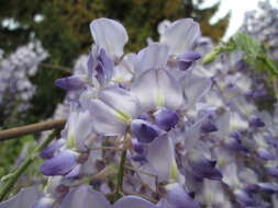 多花紫藤的圖片
