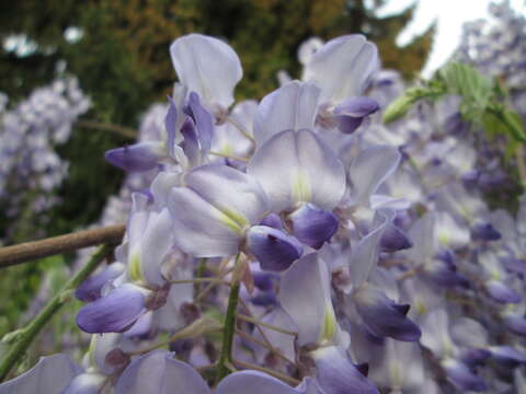 Plancia ëd Wisteria floribunda (Willd.) DC.