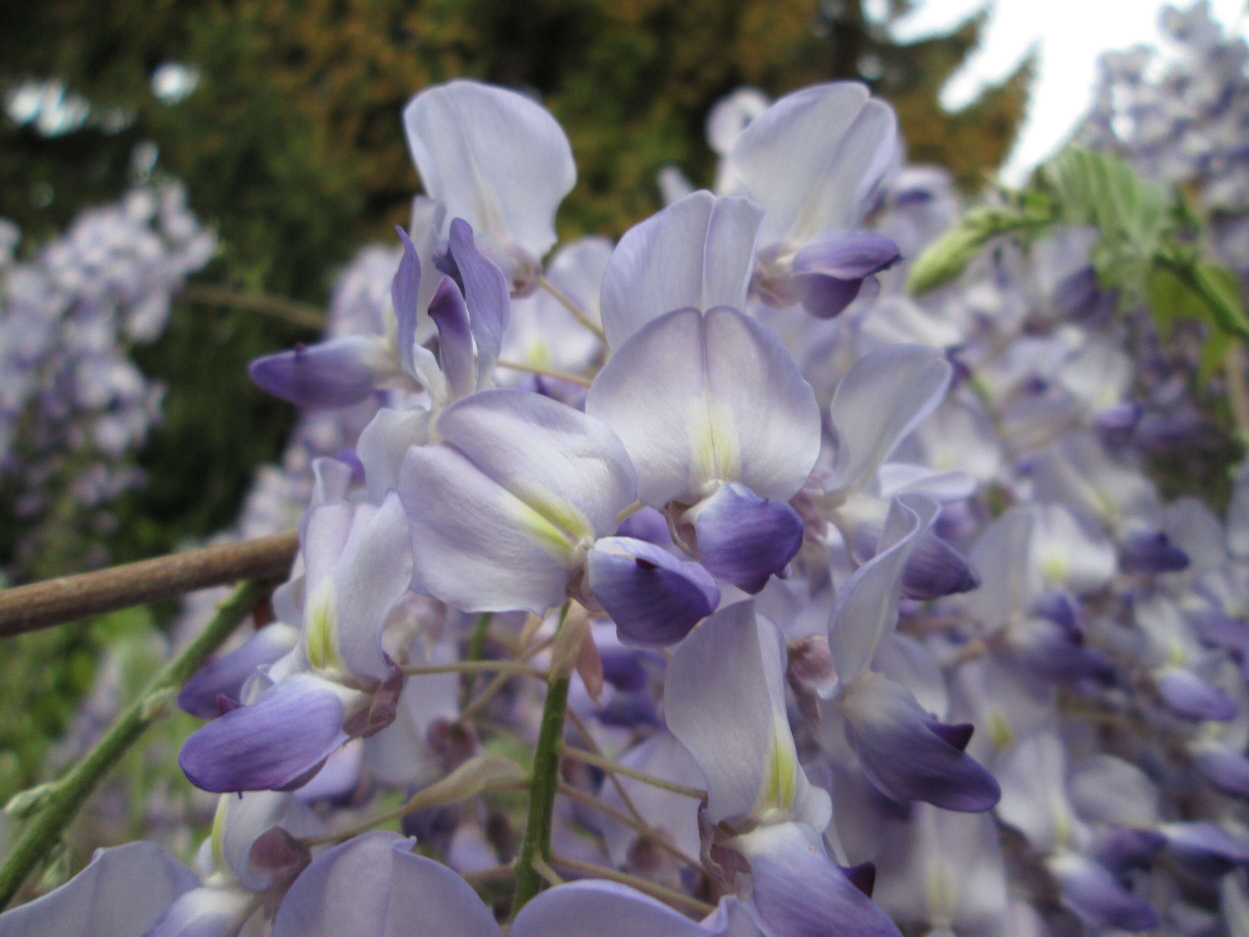 Image of Japanese wisteria