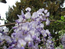 Plancia ëd Wisteria floribunda (Willd.) DC.