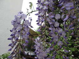 Image of Japanese wisteria