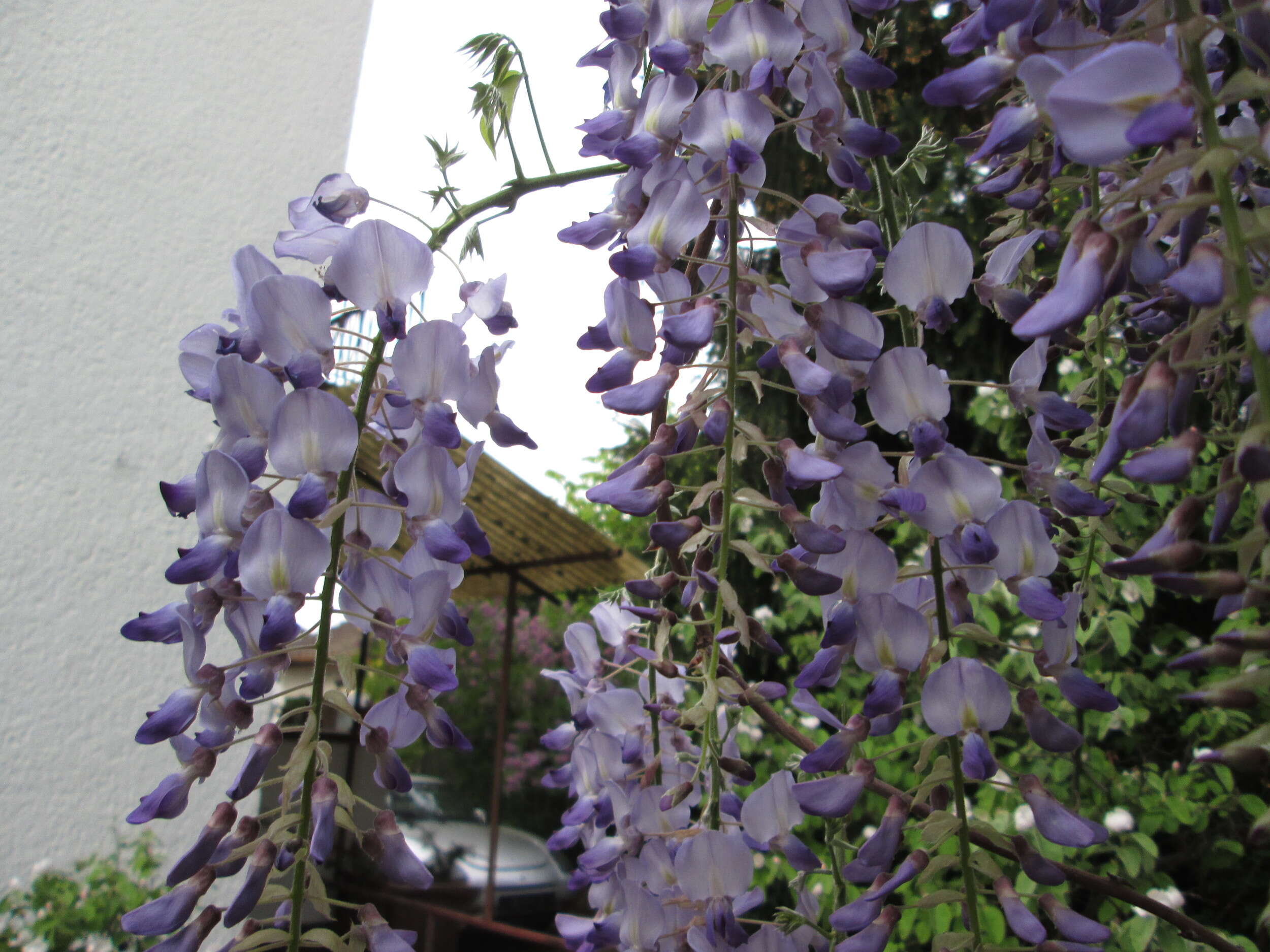 Plancia ëd Wisteria floribunda (Willd.) DC.