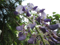 Image of Japanese wisteria