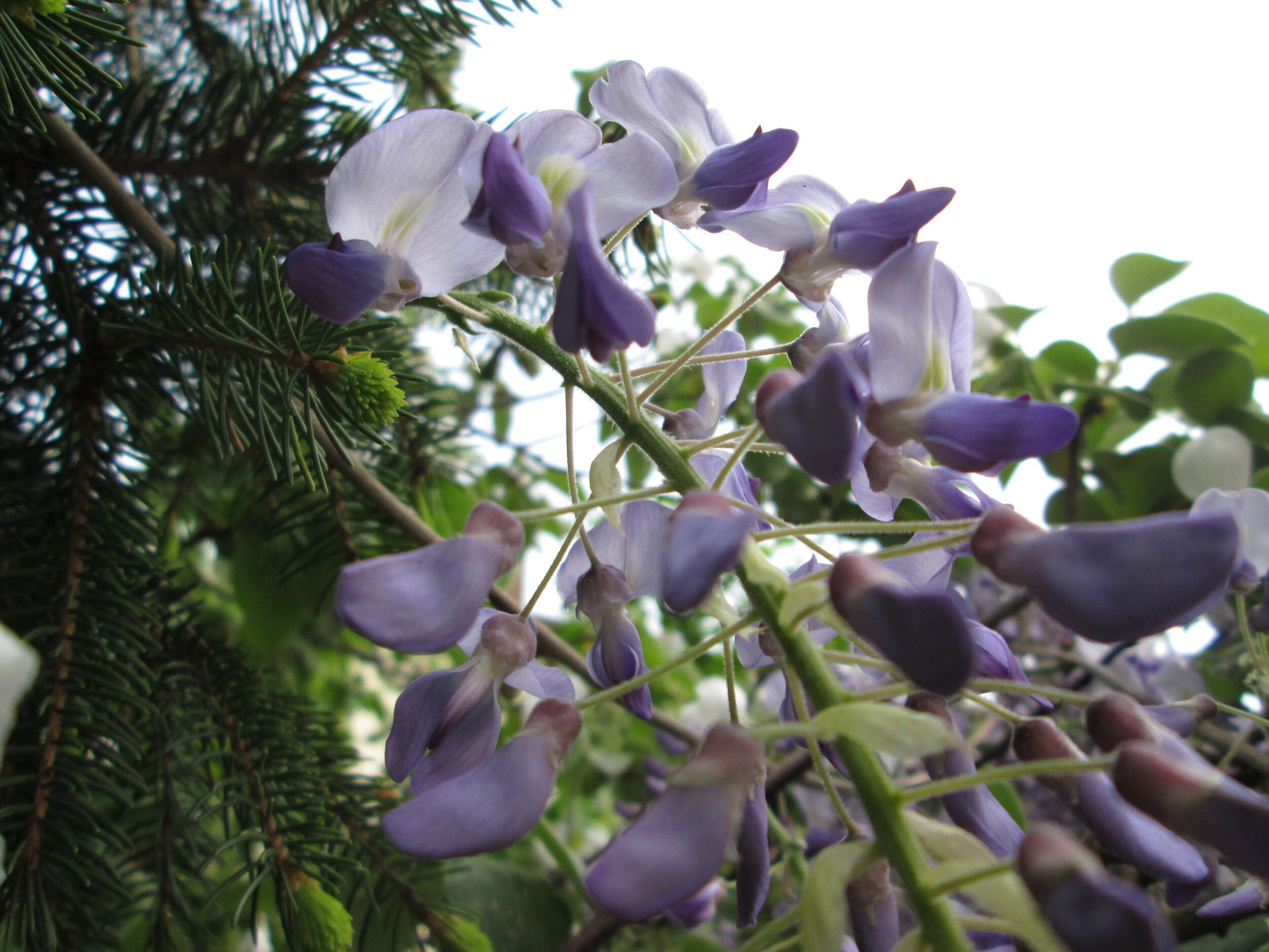 Image of Japanese wisteria