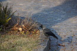 Image of Eurasian Jackdaw