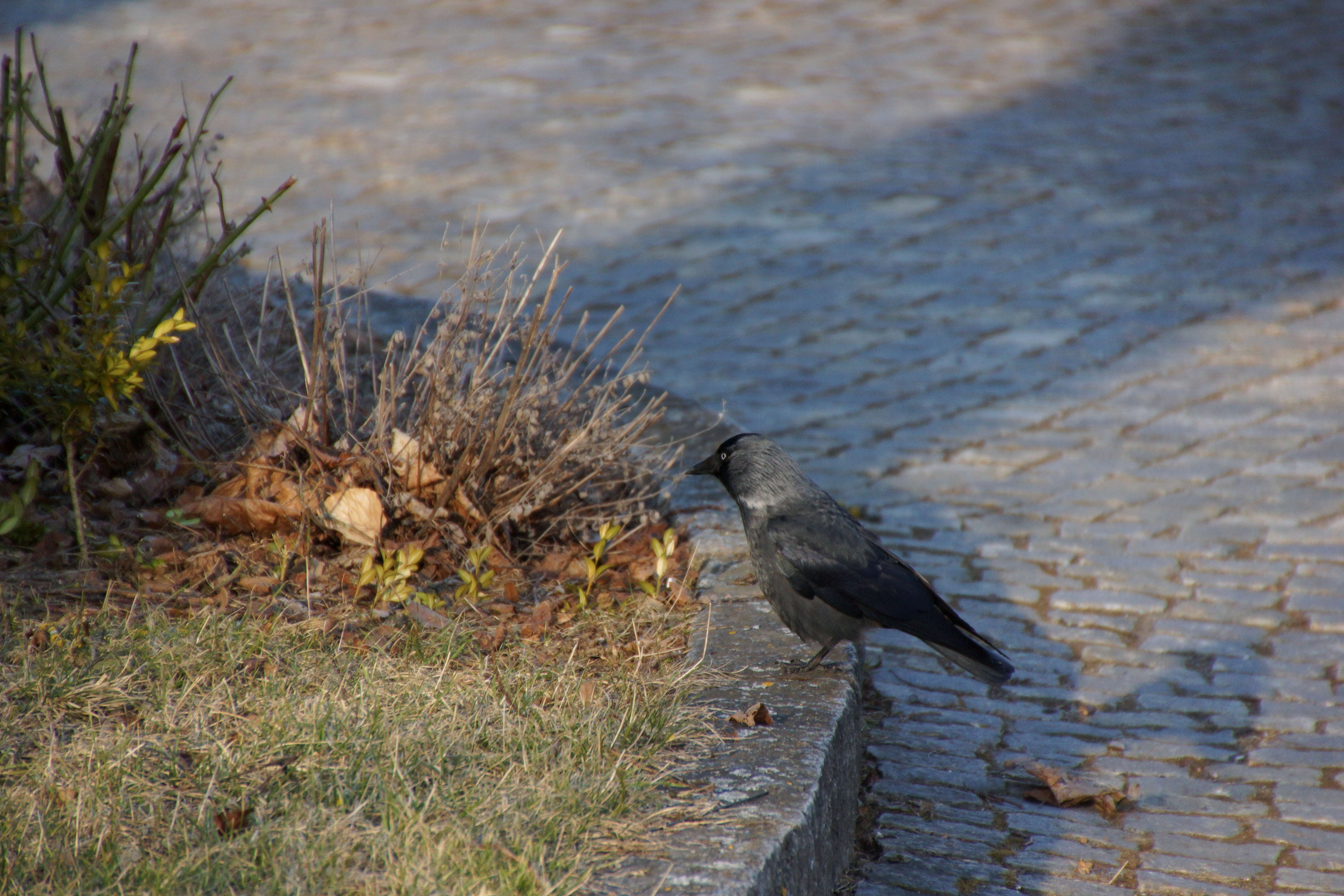 Image of Eurasian Jackdaw