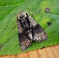 Image of alder moth