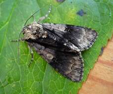 Acronicta alni Linnaeus 1767 resmi