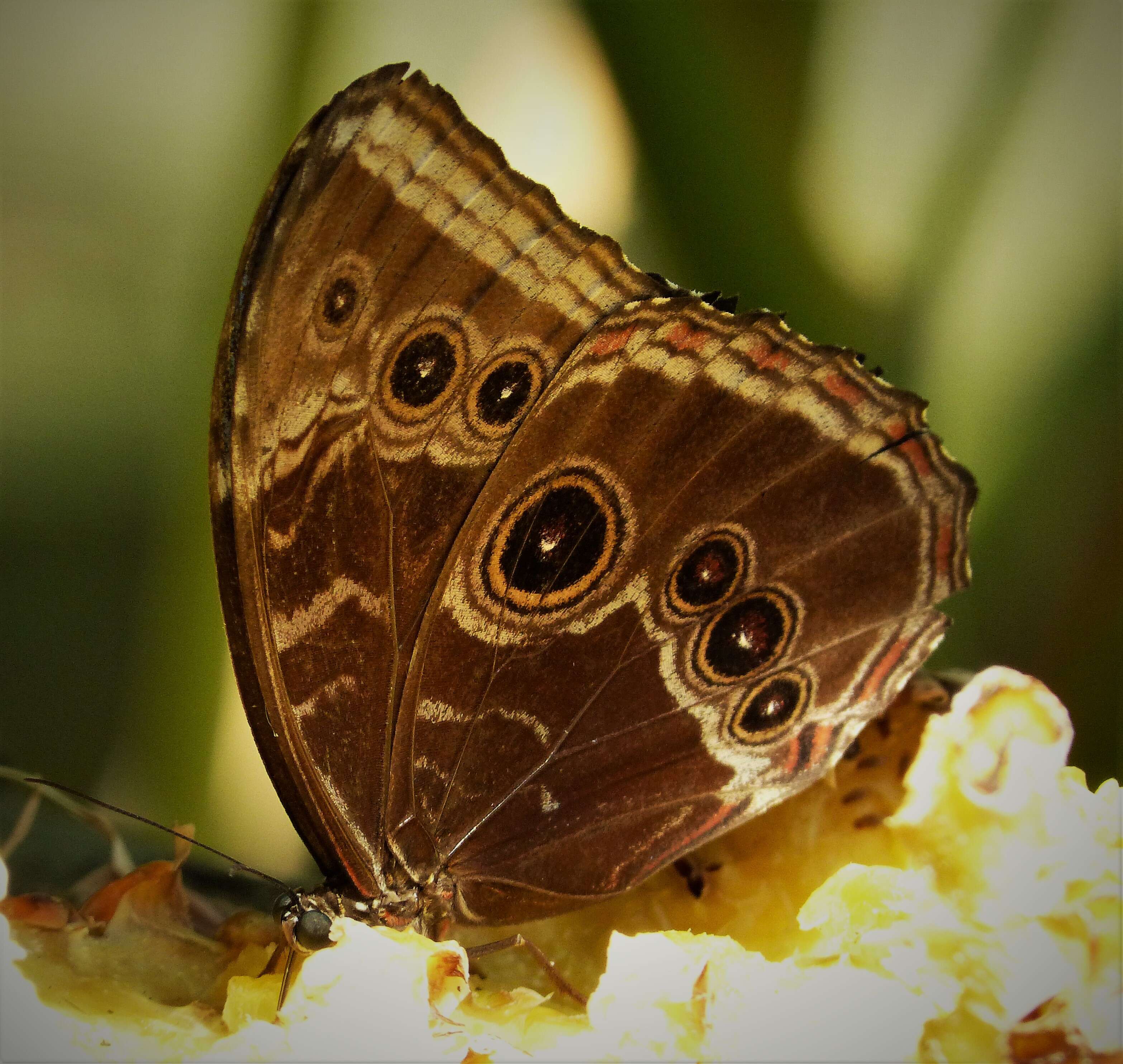 Morpho helenor Cramer 1782的圖片