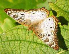 Image of White Peacock