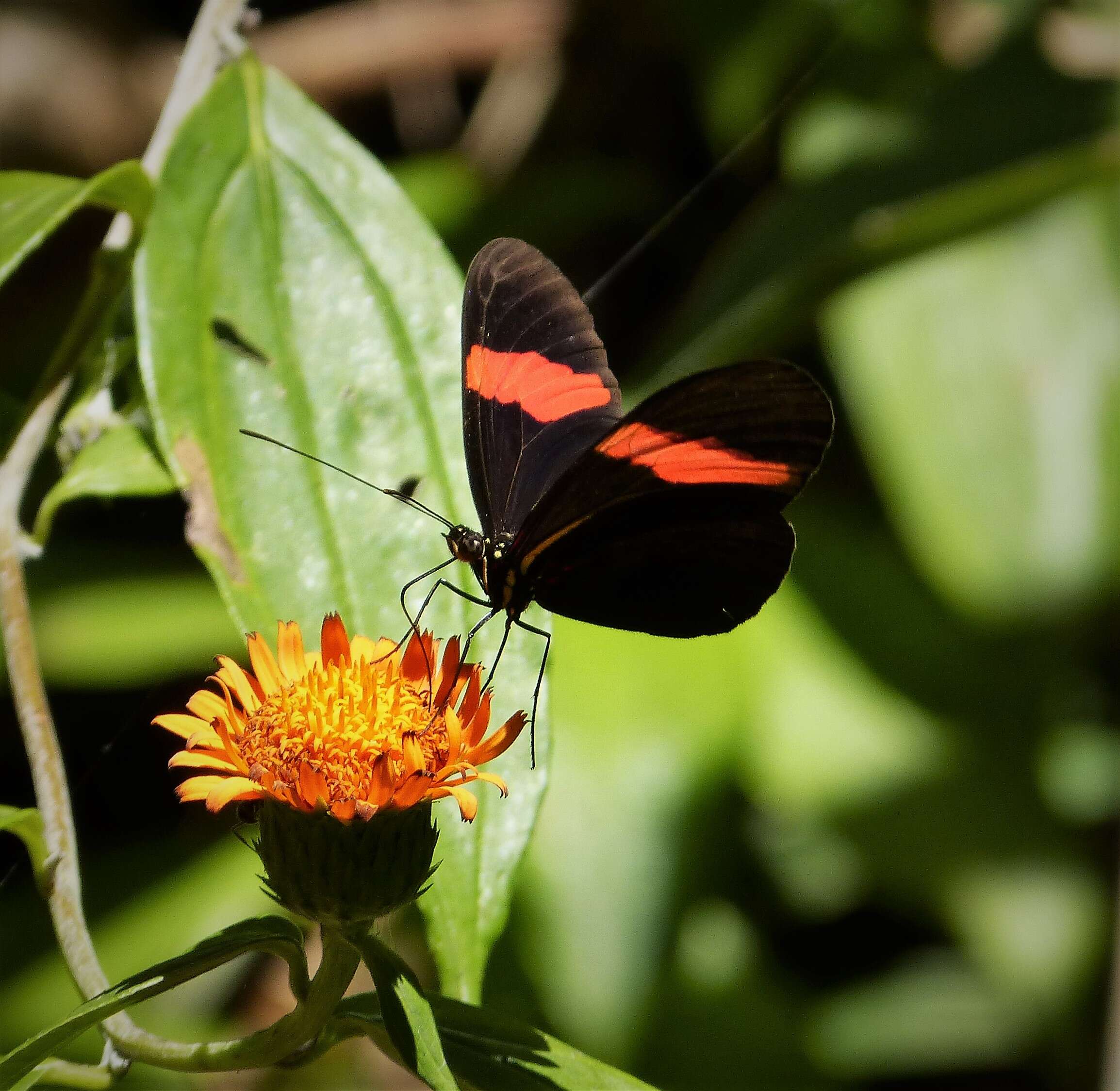 Image of Crimson Patched Longwing