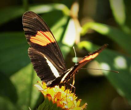 Image of Crimson Patched Longwing